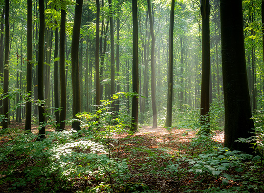 Samarbejde med Klimaskovfonden